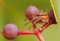 /album/araneidae/agalenatea-redii-1-jpg/